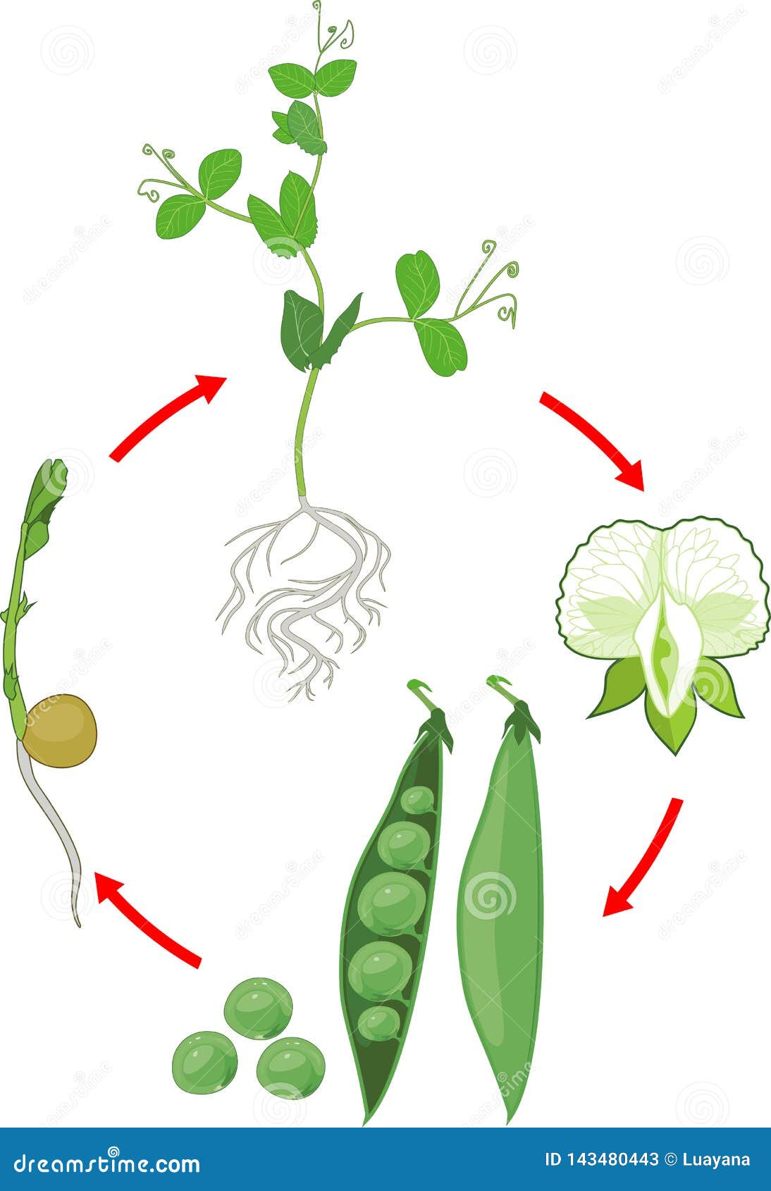 Life Cycle of Pea Plant with Root System. Stages of Pea Growth from ...