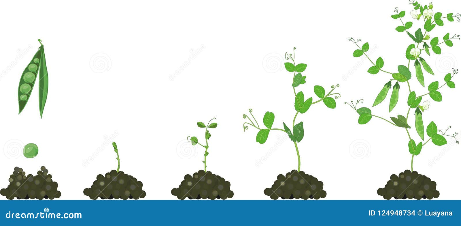 Life Cycle Of Pea Plant. Stages Of Pea Growth From Seed To Adult Plant