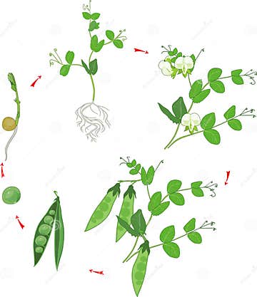 Life Cycle of Pea Plant. Stages of Pea Growth from Seed and Sprout To ...