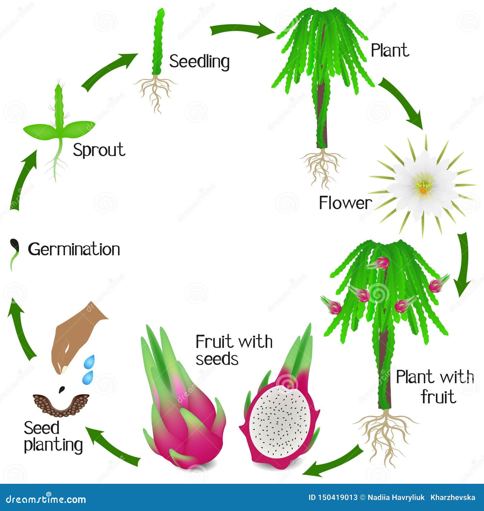 دورة حياة شجرة فاكهة التنين