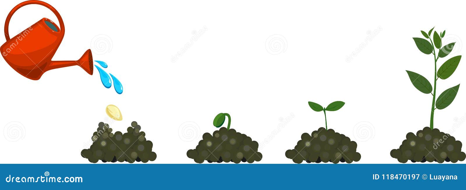 Life cycle of plant stock vector. Illustration of agriculture - 118470197
