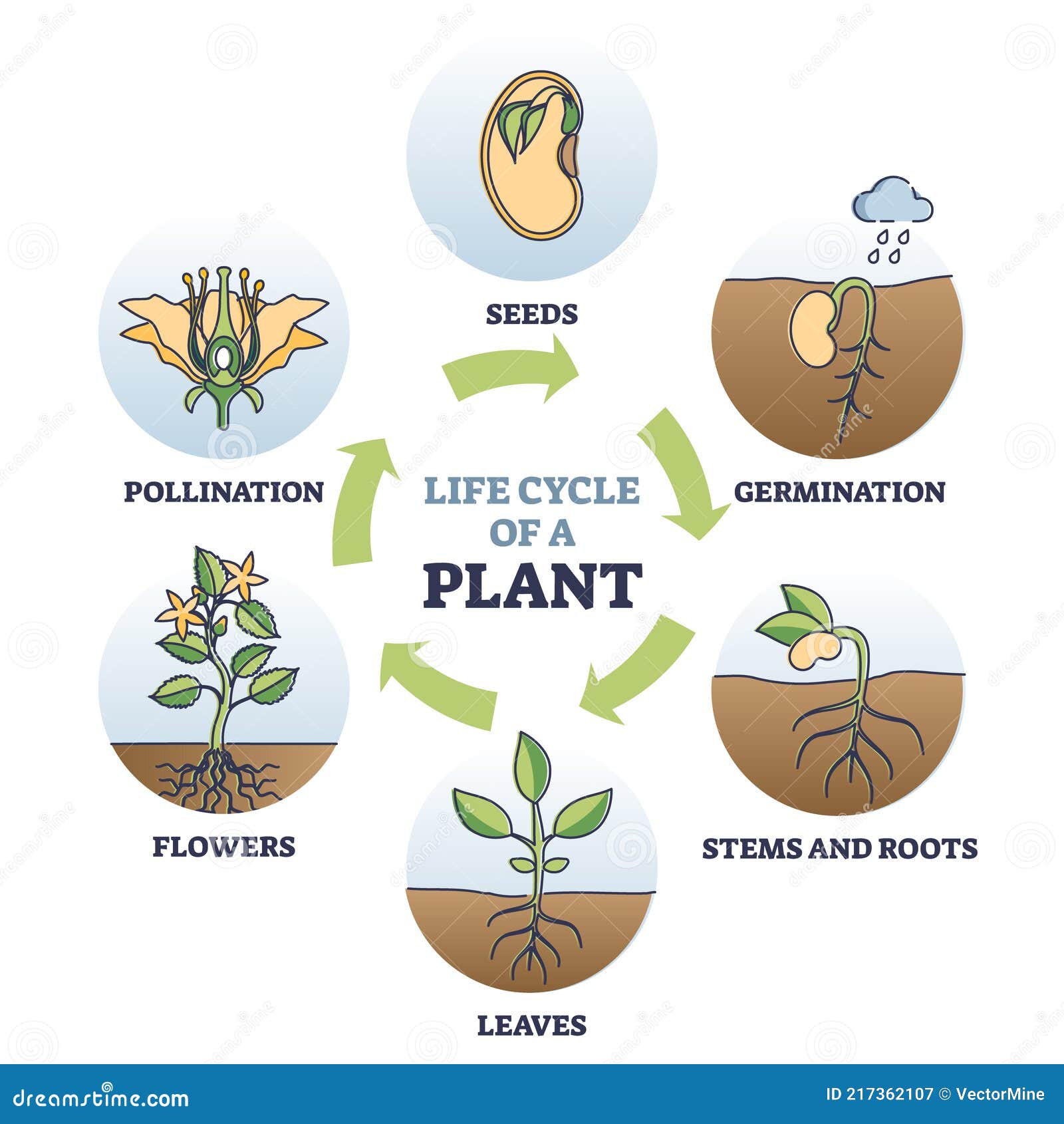 Seed Life Cycle Of Plants