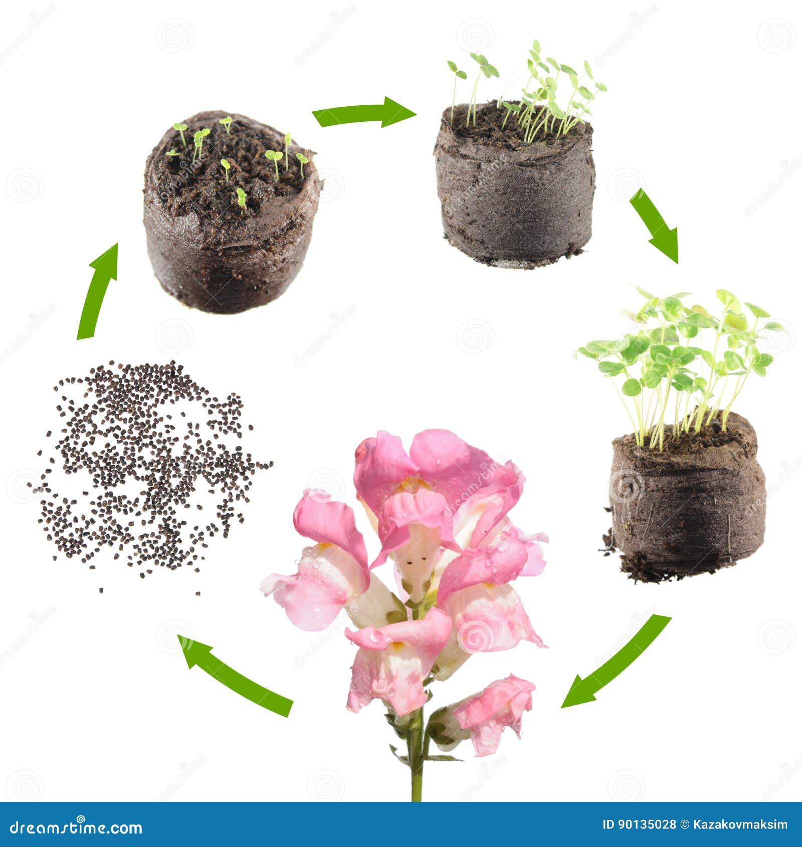 Life Cycle Of Plant Stages Of Growth Of Snapdragon From Seed Stock Photo Image Of Life Change 90135028