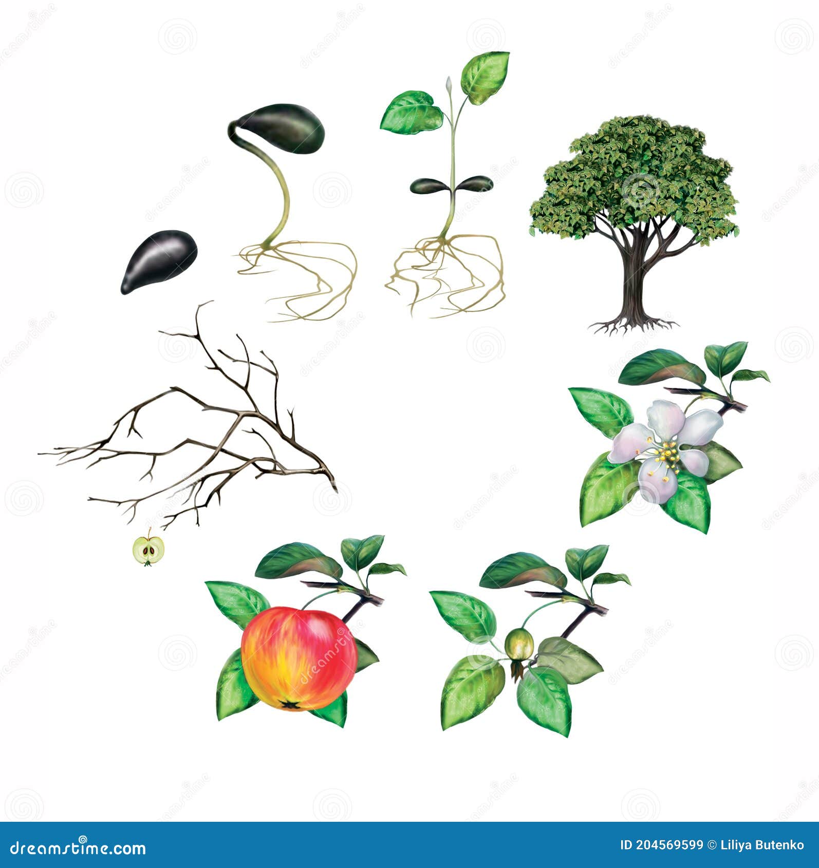 Жизненный цикл овощных растений по маркову. Жизненный цикл растений для дошкольников. Жизненный цикл растений яблони. Жизненный цикл растений для дошкольников картинки. Графики развития деревьев.