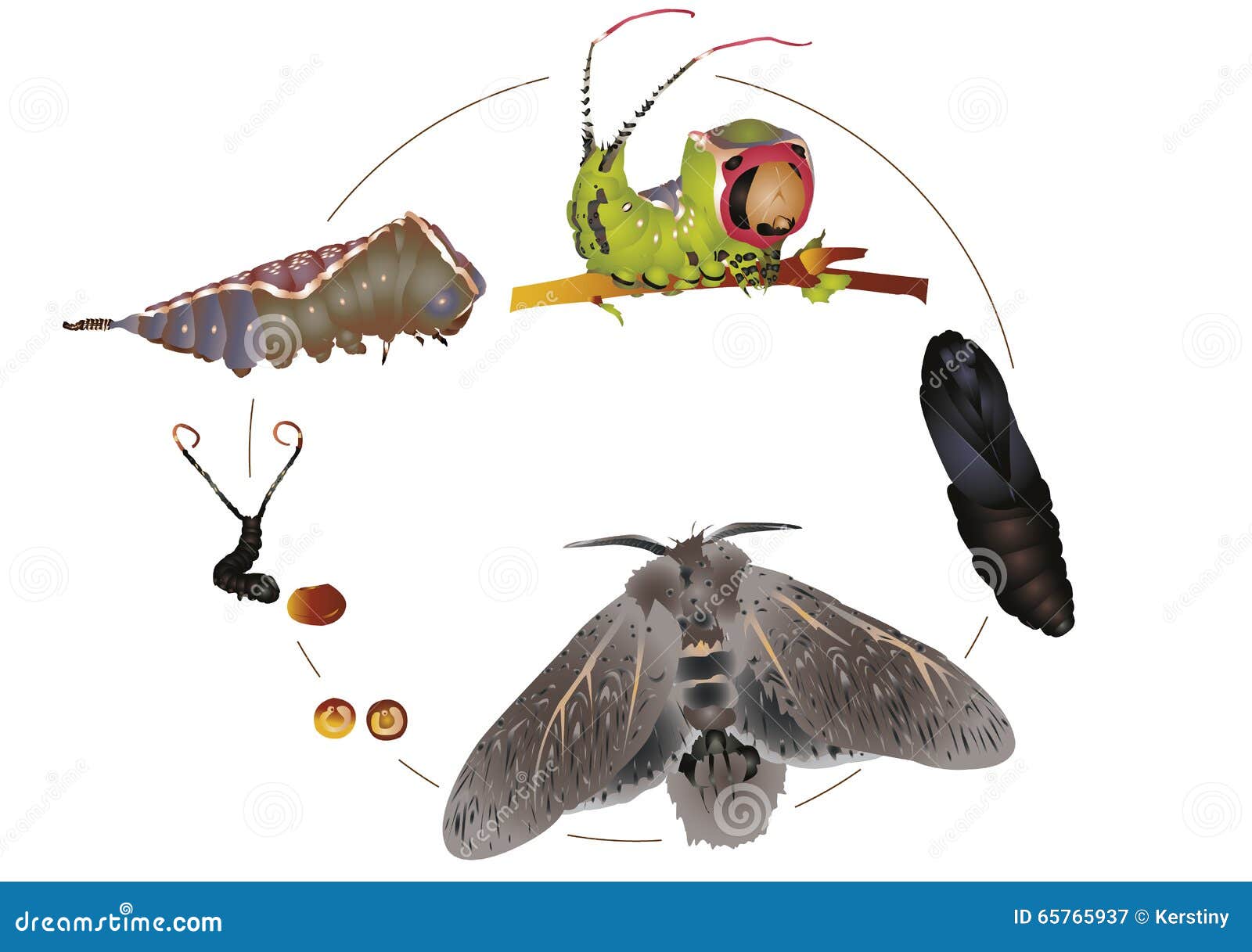 Moth Caterpillar Life Cycle