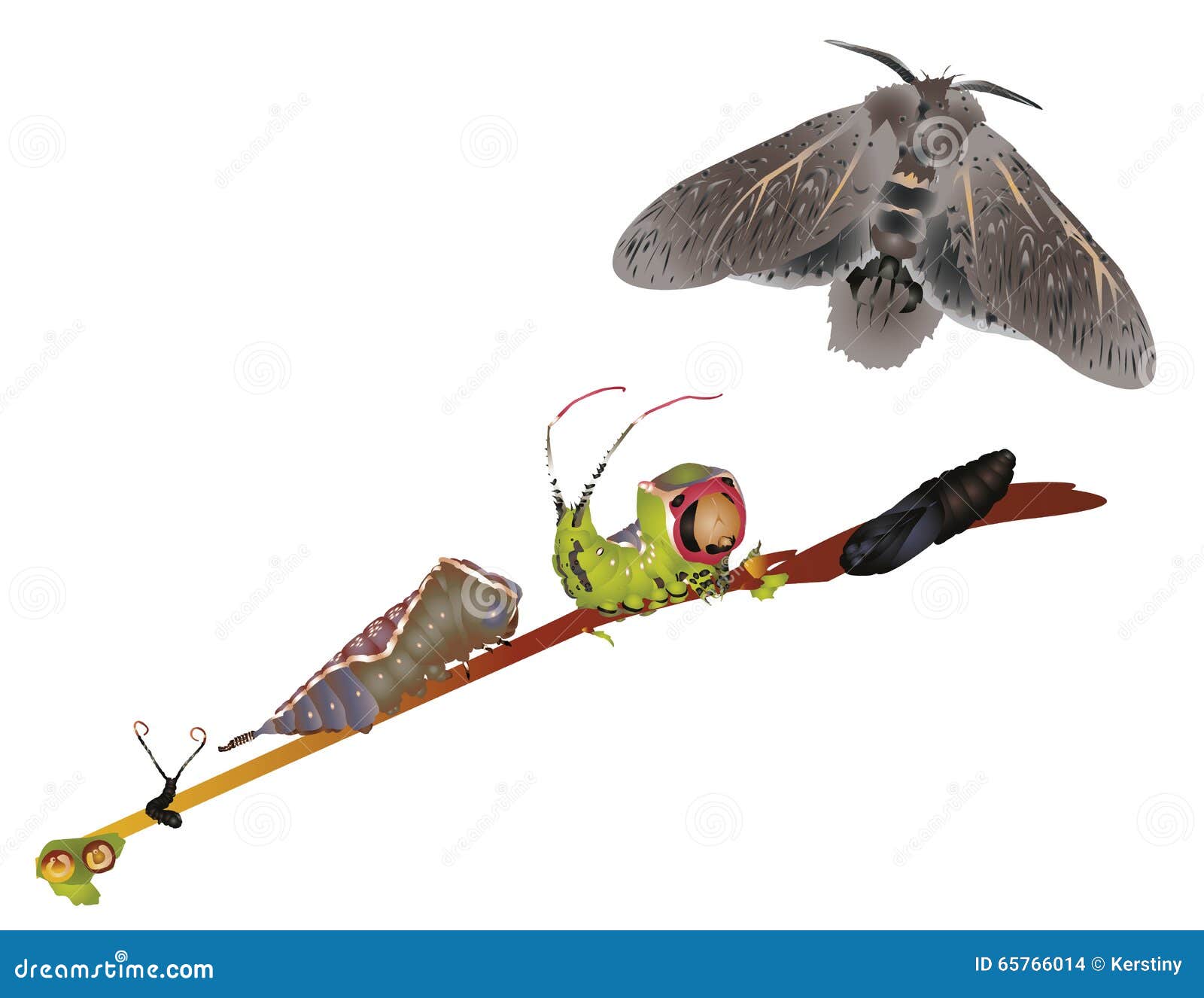 Life cycle of puss moth stock illustration. Illustration of moth - 65766014