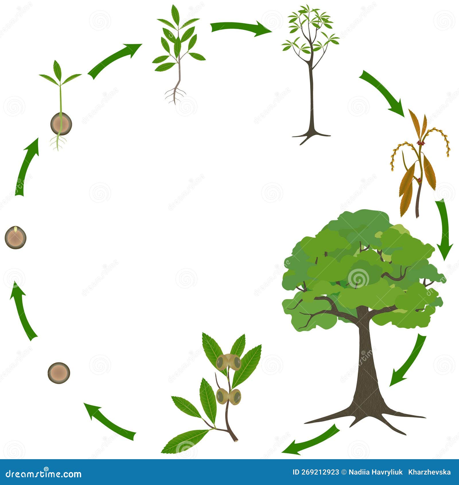 life cycle of a quercus austrocochinchinensis tree on a white background.