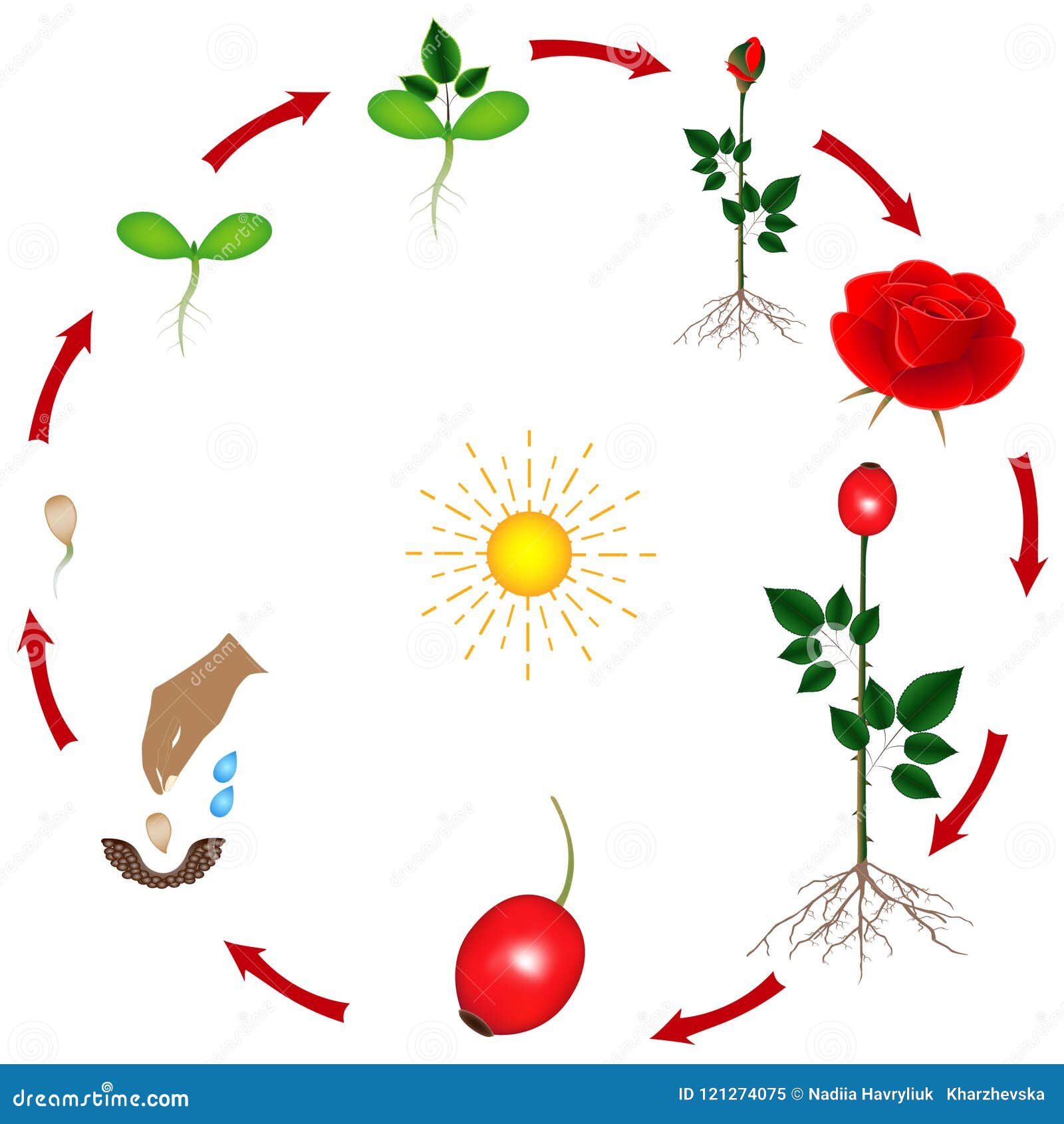 My Image 24