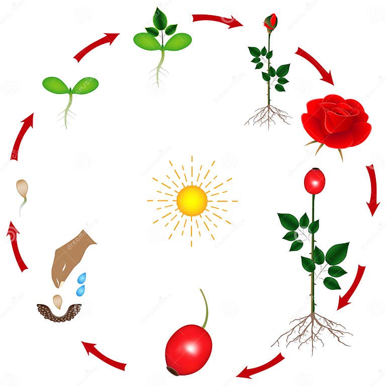 The Life Cycle of a Rose Plant on a White Background. Stock Vector ...