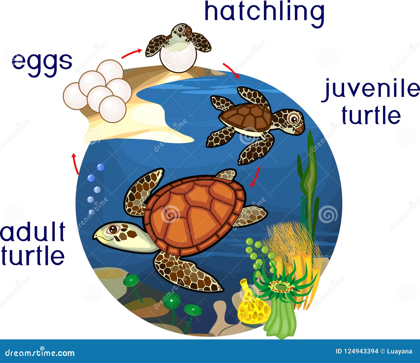 Life Cycle Of A Turtle Information John Mccray