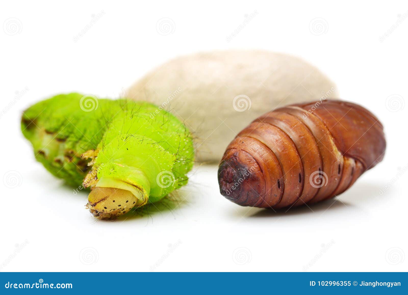 Silkworm Silk
