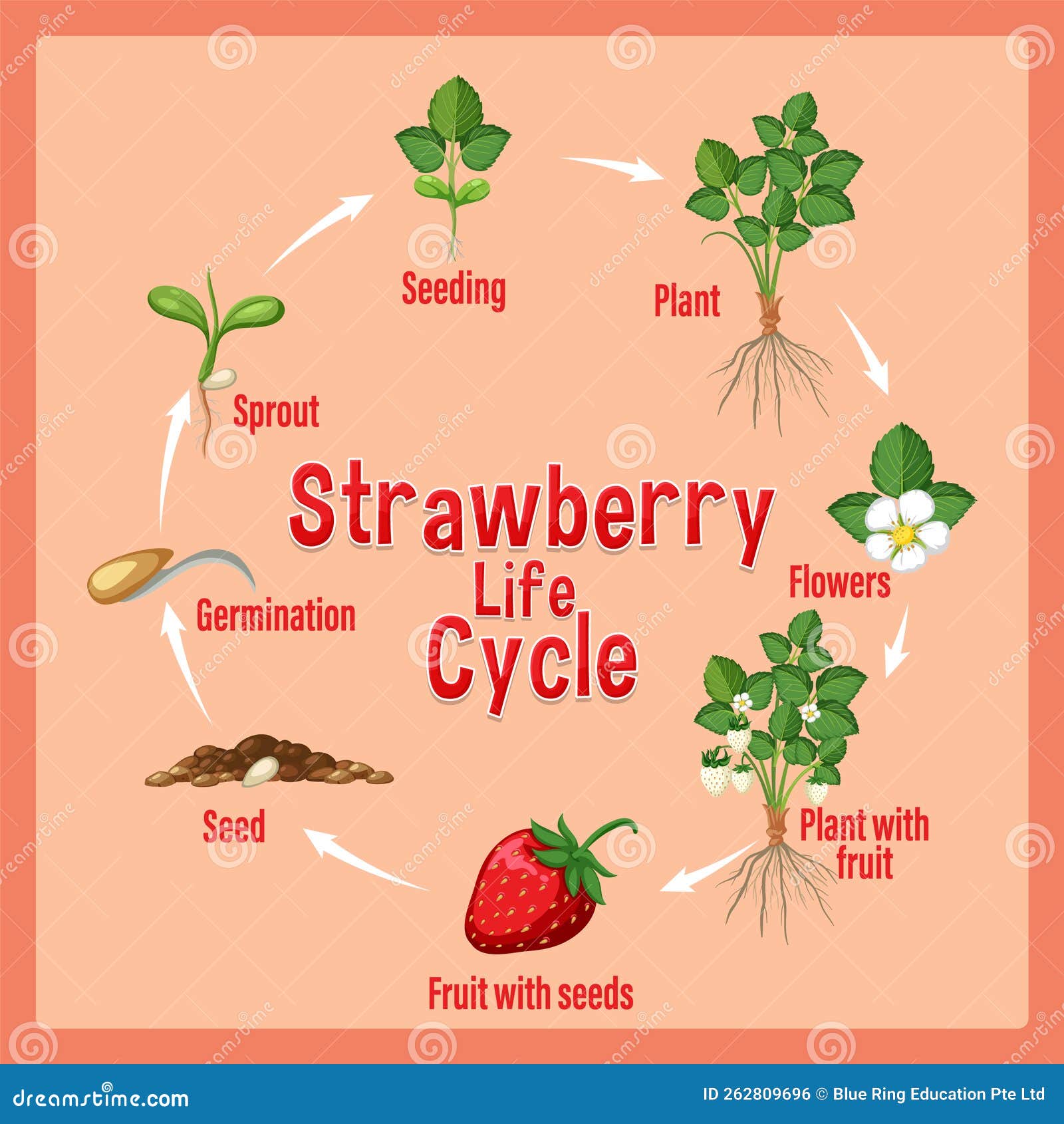 Life Cycle Of Strawberry Diagram Stock Vector Illustration Of Leaves homegrown-strawberries-merlo-farming-group