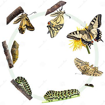 Life Cycle of the Swallowtail Butterfly Stock Illustration ...