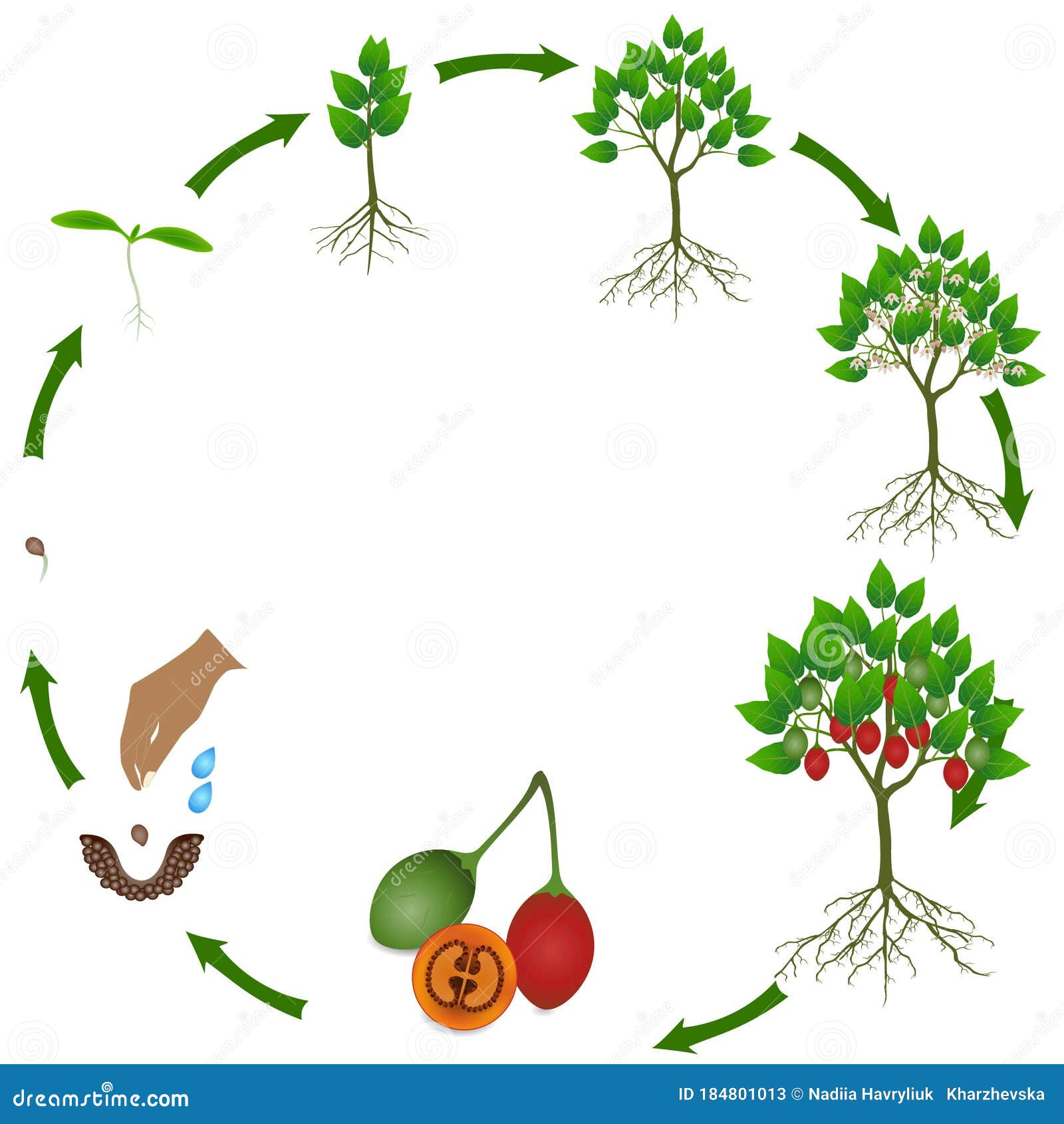 Жизненный цикл овощных растений по маркову. Цикл растений для детей. Жизненный цикл растений для детей. Жизненный цикл растений для дошкольников. Жизненный цикл цветка для дошкольников.