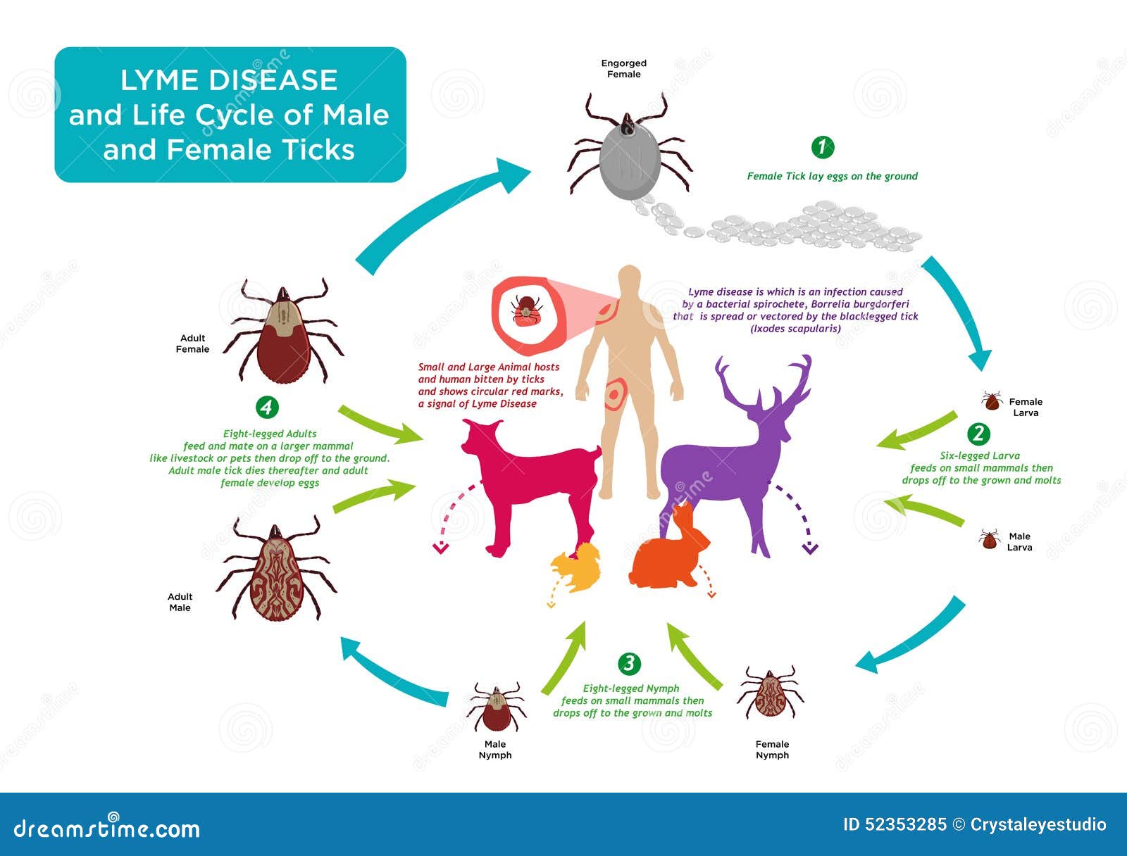 life cycle of tick bug and lyme disease concept