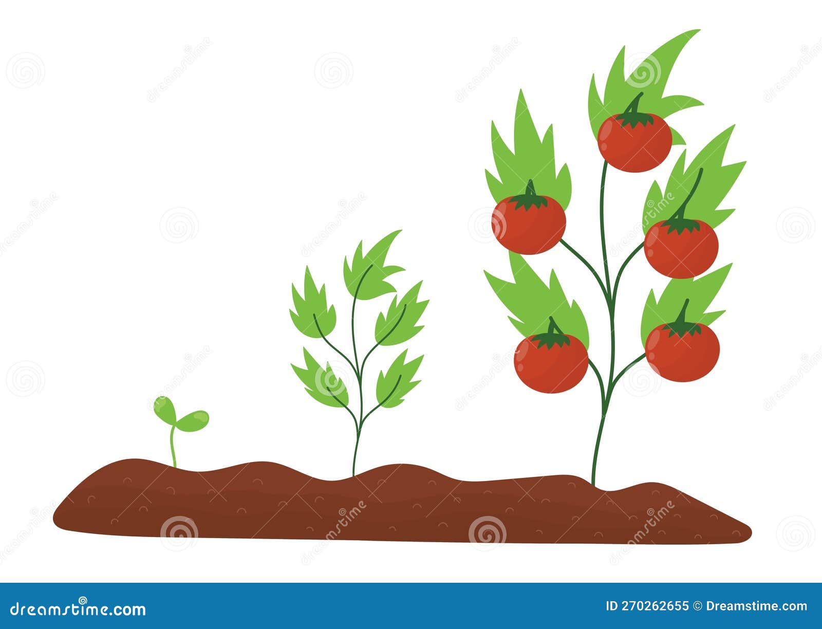 Life Cycle of Tomato in Cartoon Style. from a Seed To Adult Plant ...