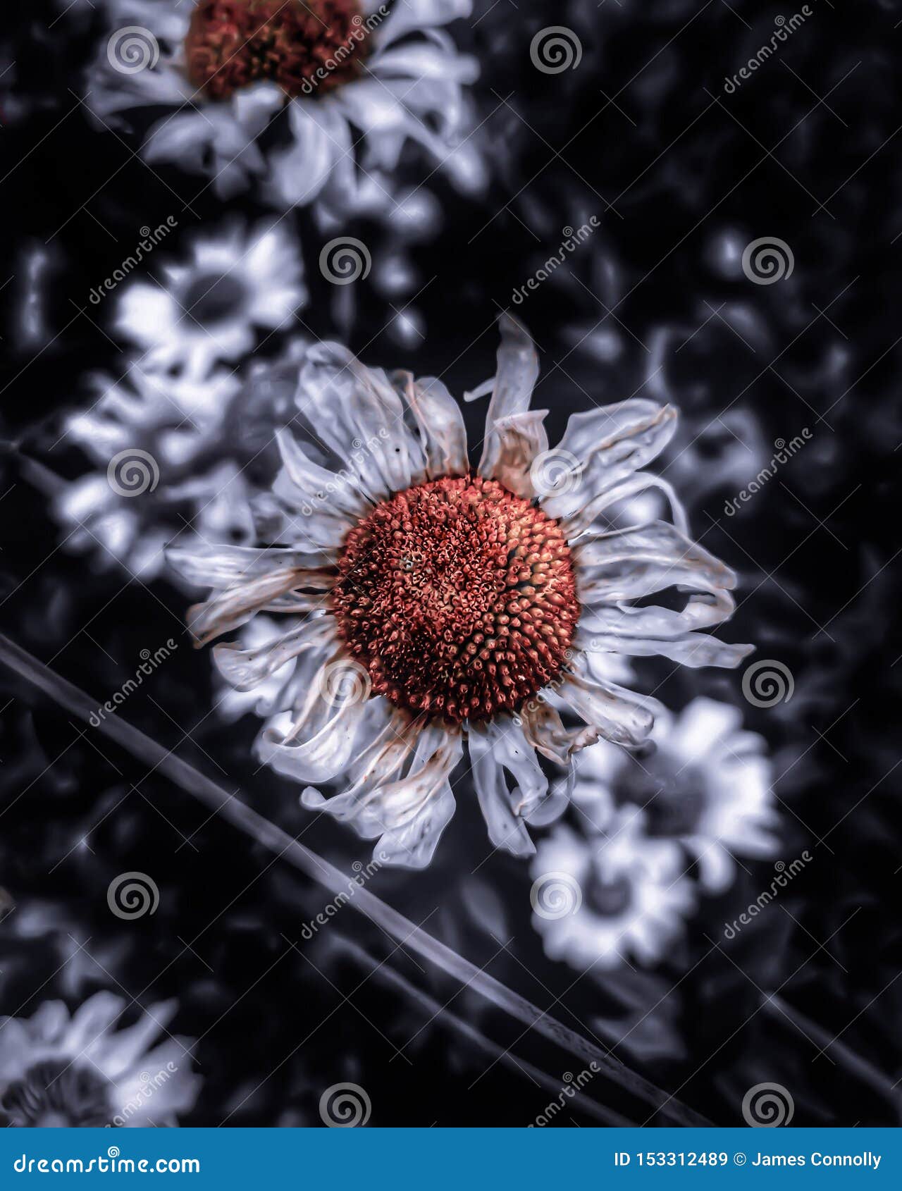 Life of Daisy stock image. Image of death, life, dying 153312489