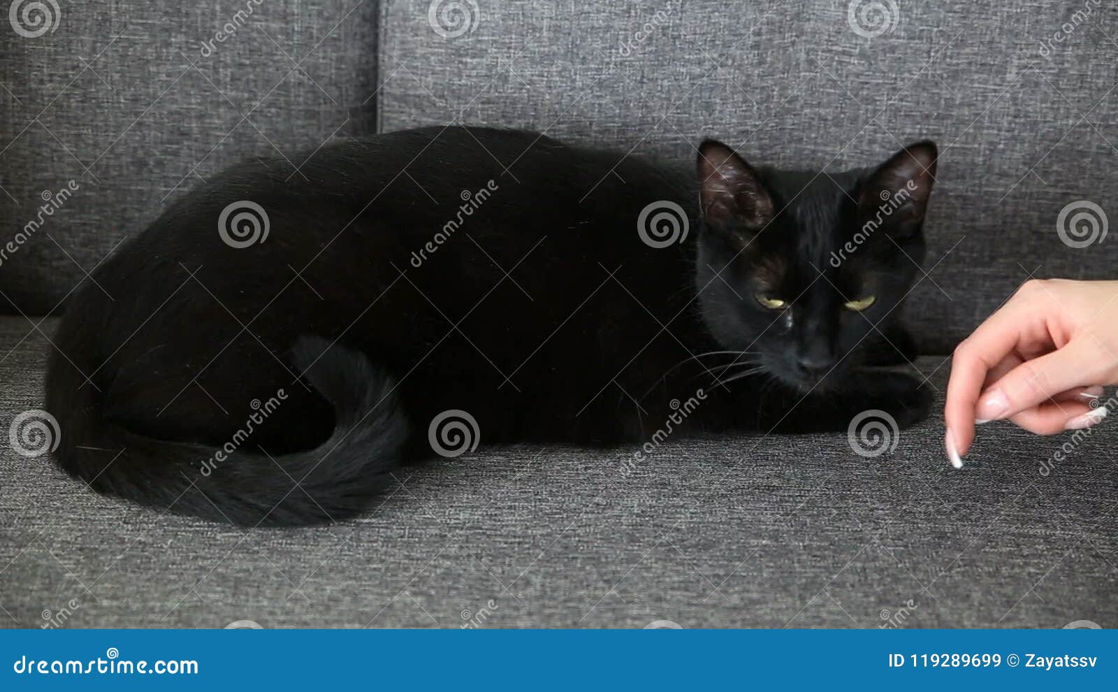 Life Of Domestic Pets Black Cat Is Resting At Home In The Living Room On A Gray Sofa