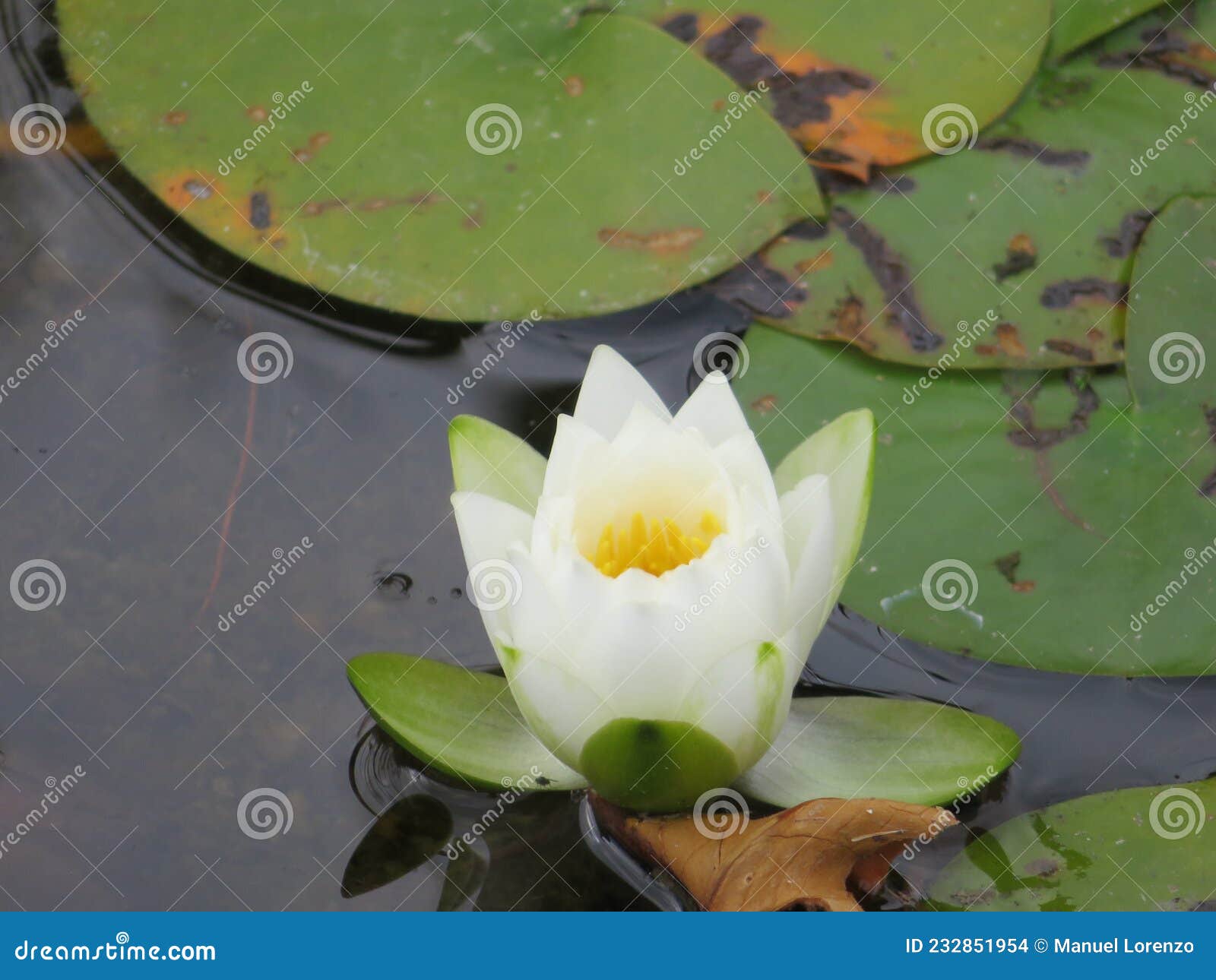 life in the lake water lily water flower plants