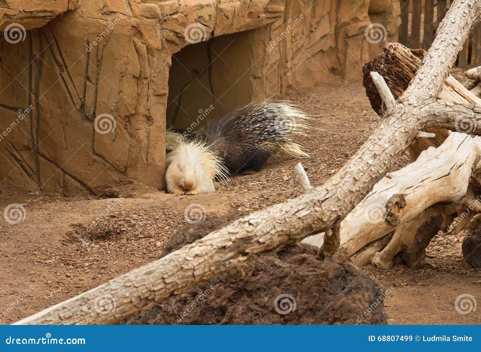 Life of porcupines. stock image. Image of house, nature 68807499