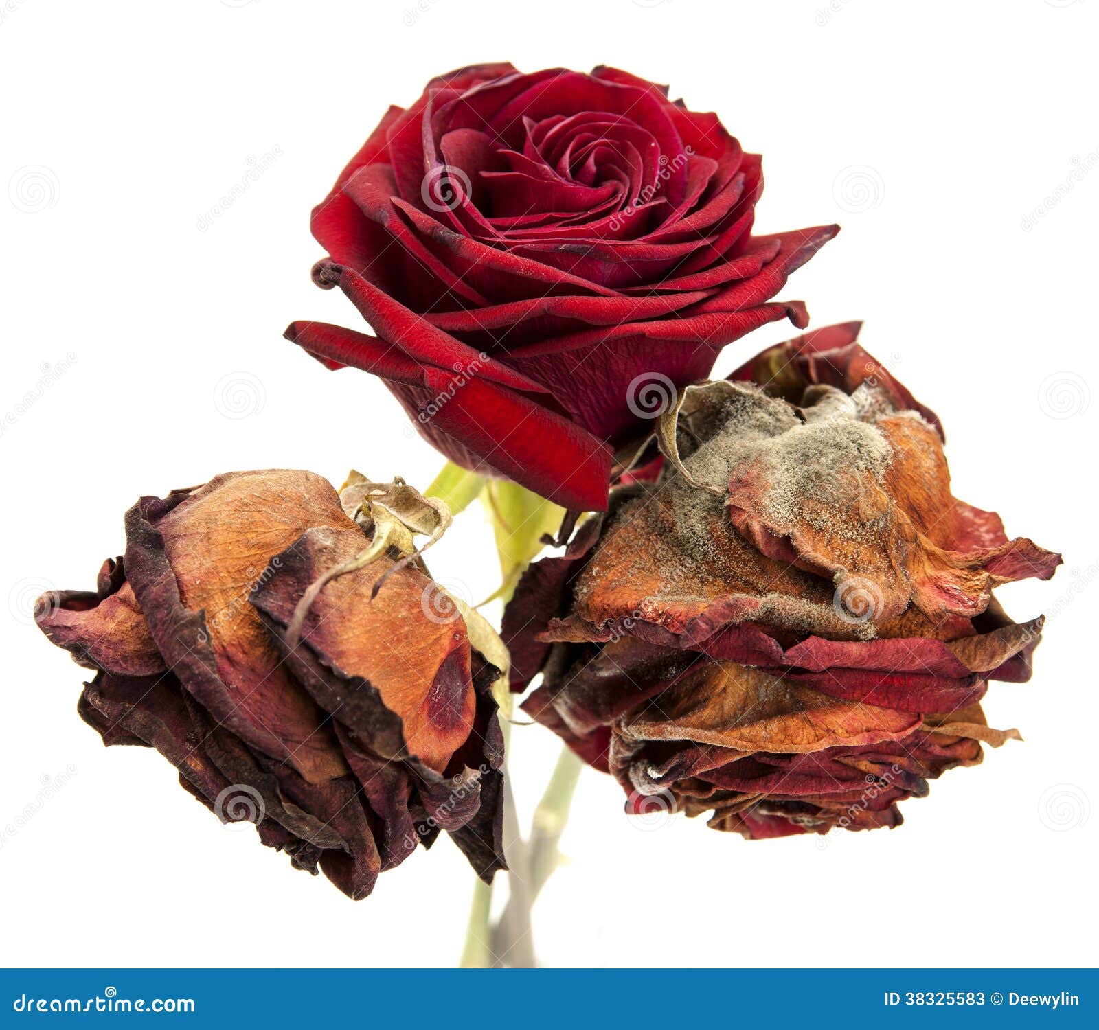 Life of a red rose stock image. Image of aging, beauty 38325583