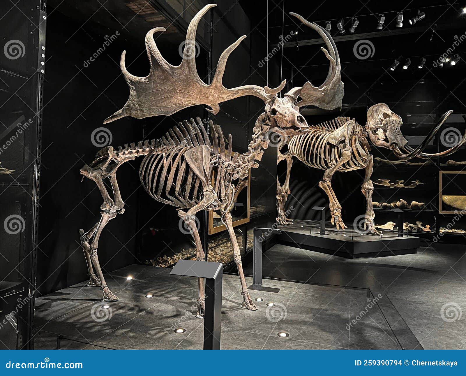 life-size-skeletons-of-ancient-moose-and-mammoth-in-museum-editorial