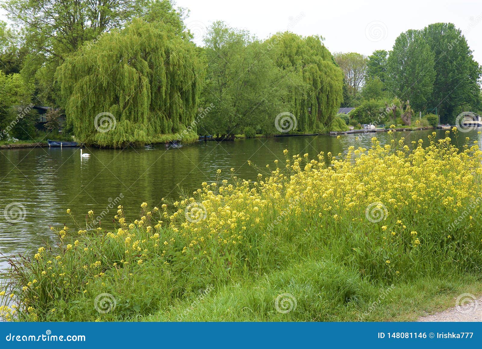 Waltonon Thames, England stock photo. Image of woods 148081146