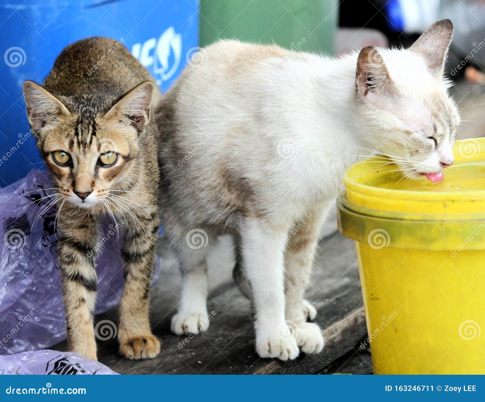The daily Life of Two Stray Cats. Stock Image Image of stray, cats