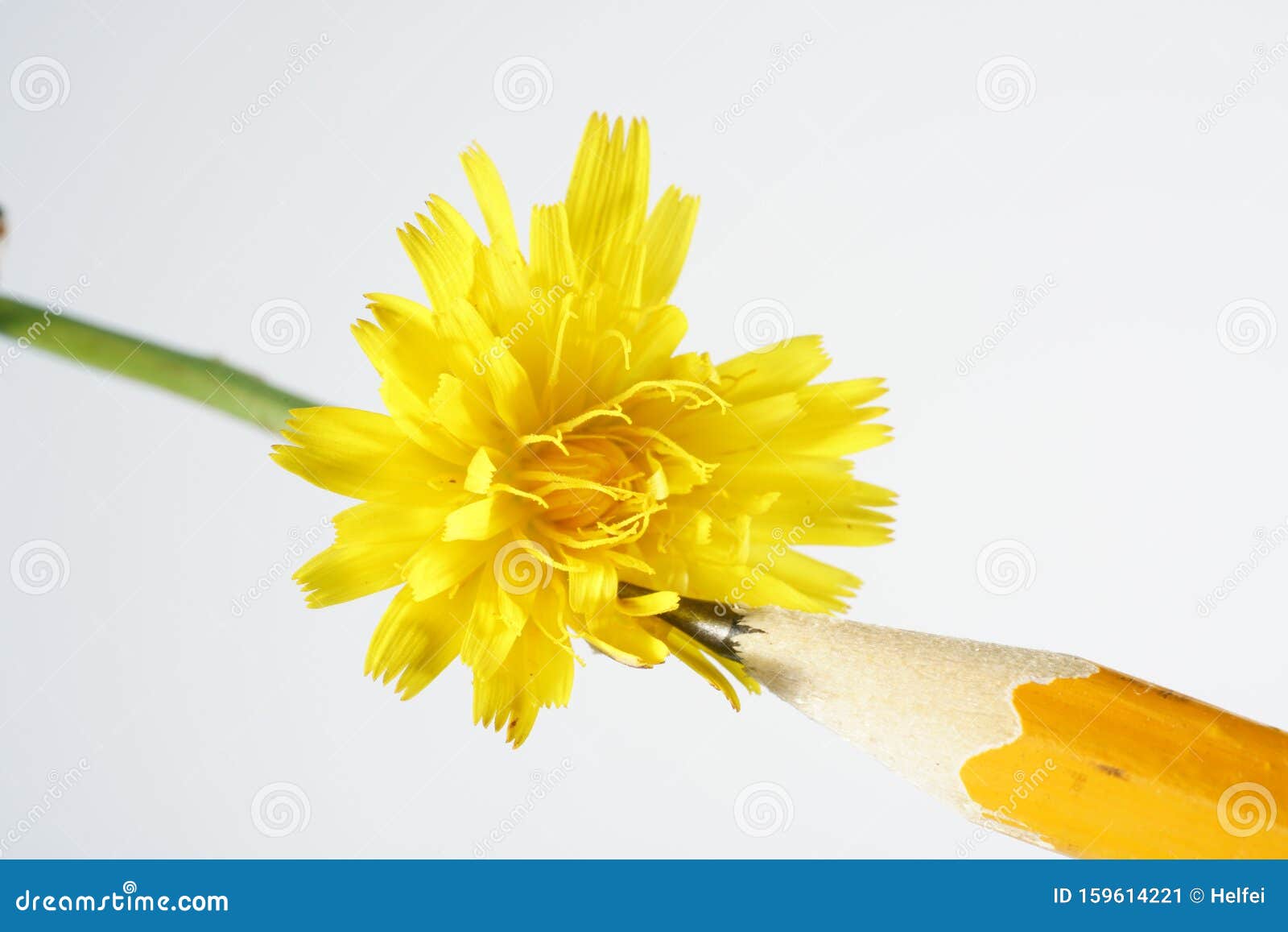 Lifelike Flowers As a Template for Drawing with Colored Pencils Stock