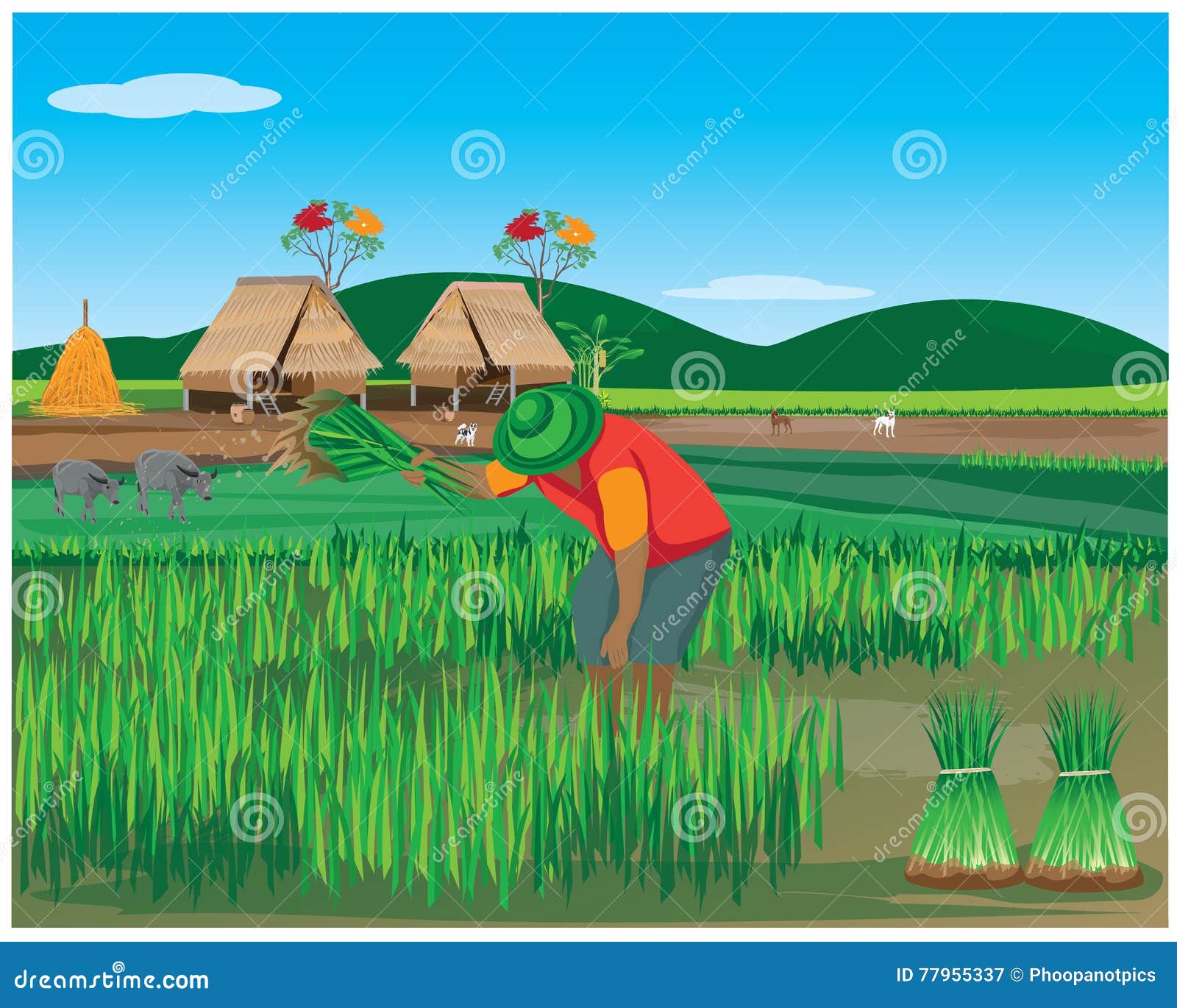 1,185 Paddy Field Drawing Images, Stock Photos, 3D objects, & Vectors |  Shutterstock