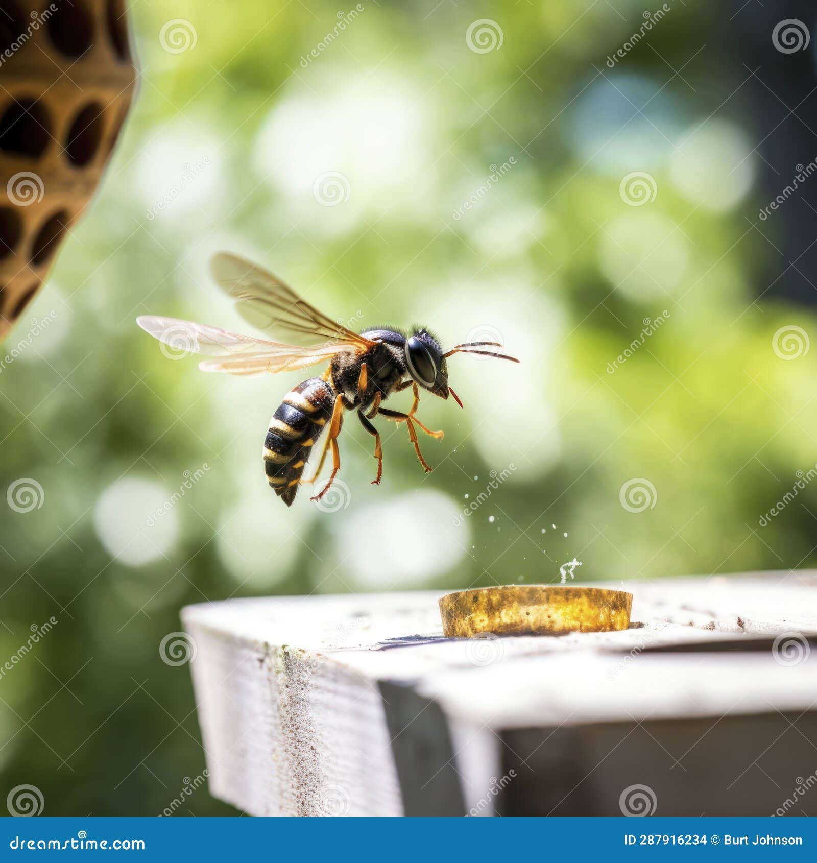 Lifestyle Photo Closeup Potter Wasp Flying Near Feeder - AI MidJourney  Stock Photo - Image of pollination, wing: 287916234
