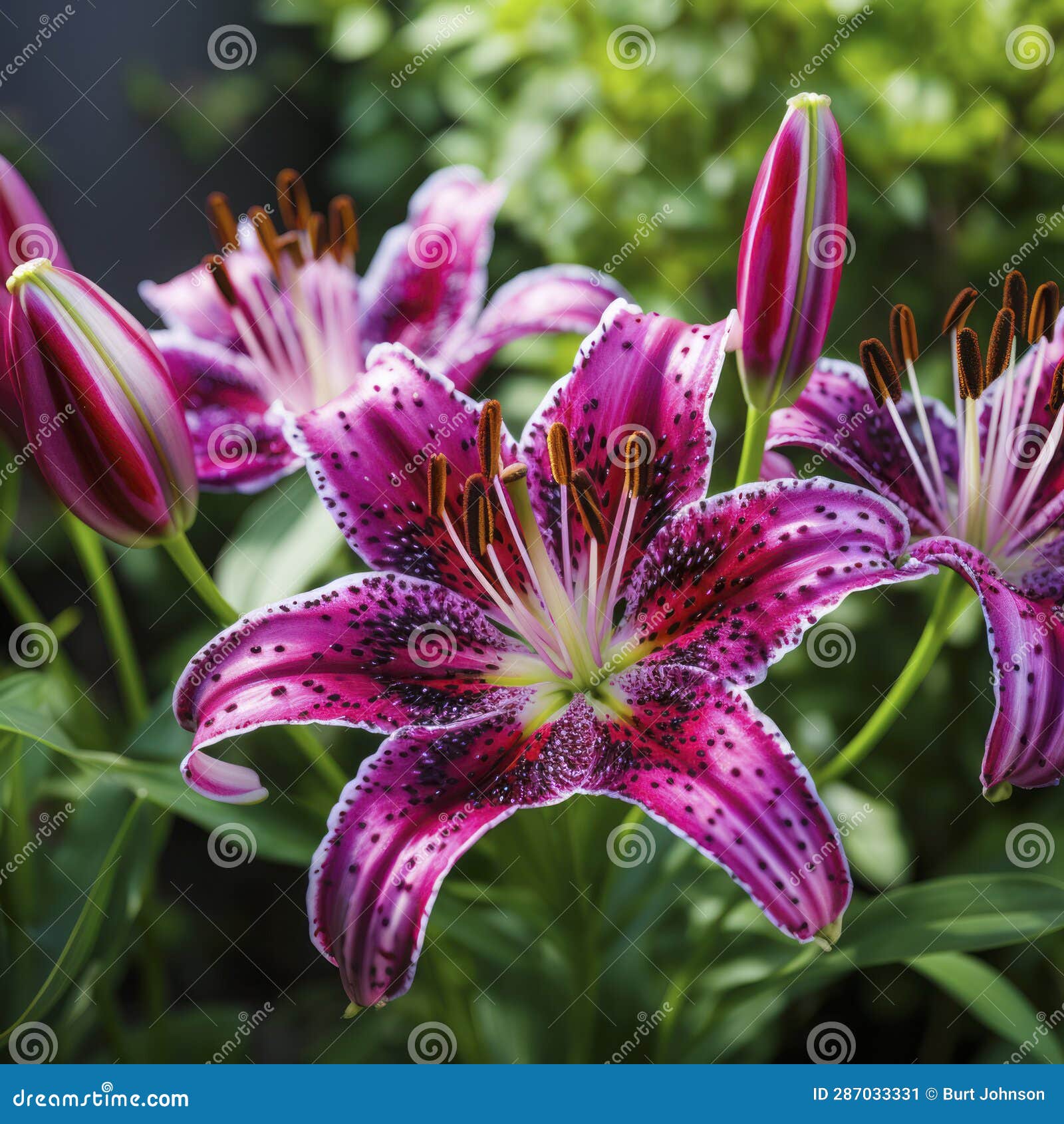 Lifestyle Photo Tiger Lily Flower in a Garden - AI MidJourney Stock ...