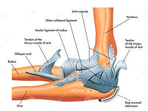 The Hip Ligaments Stock Illustration CartoonDealer 56645041