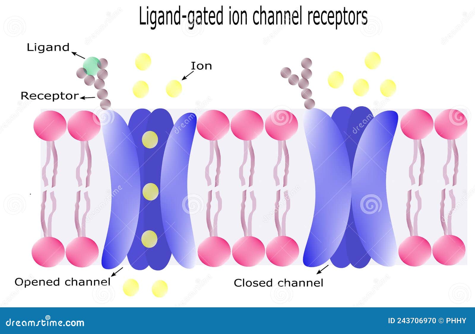 voltage gated ion channels animation