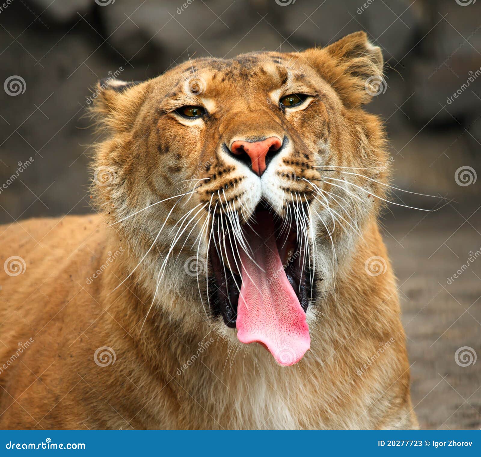 https://thumbs.dreamstime.com/z/liger-de-ba%C3%AEllement-20277723.jpg