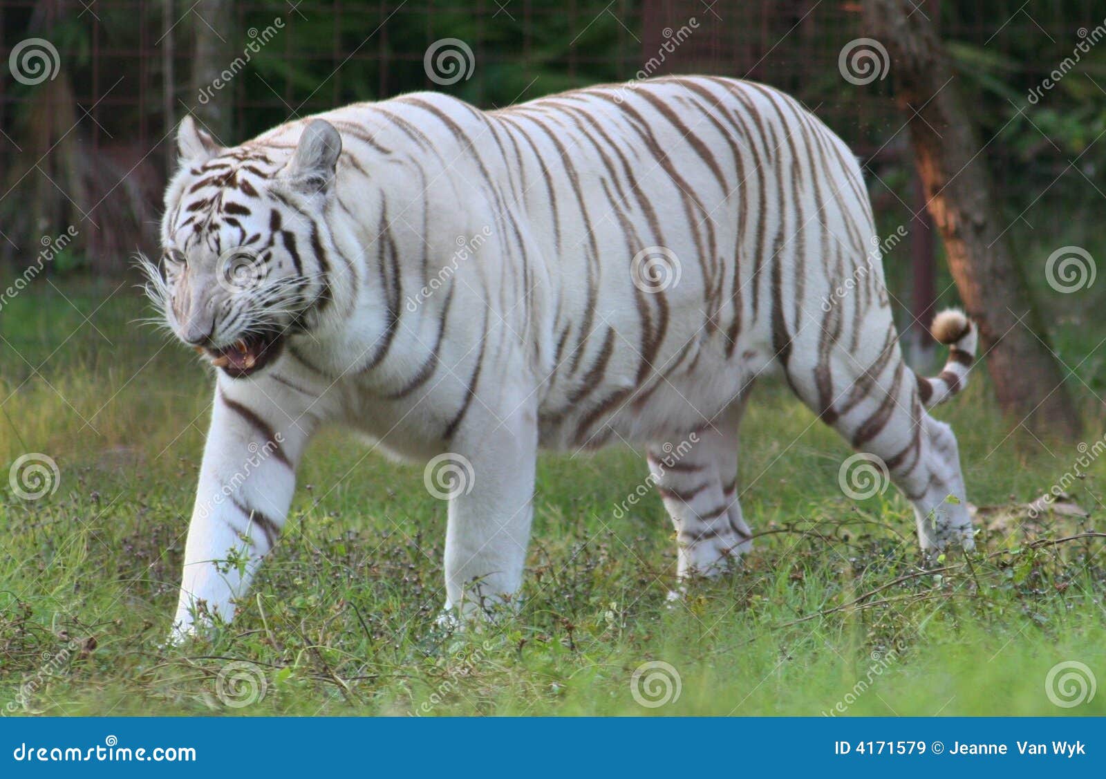 Liger Female, Aka White Tiger Stock Image - Image of mammal, liger ...