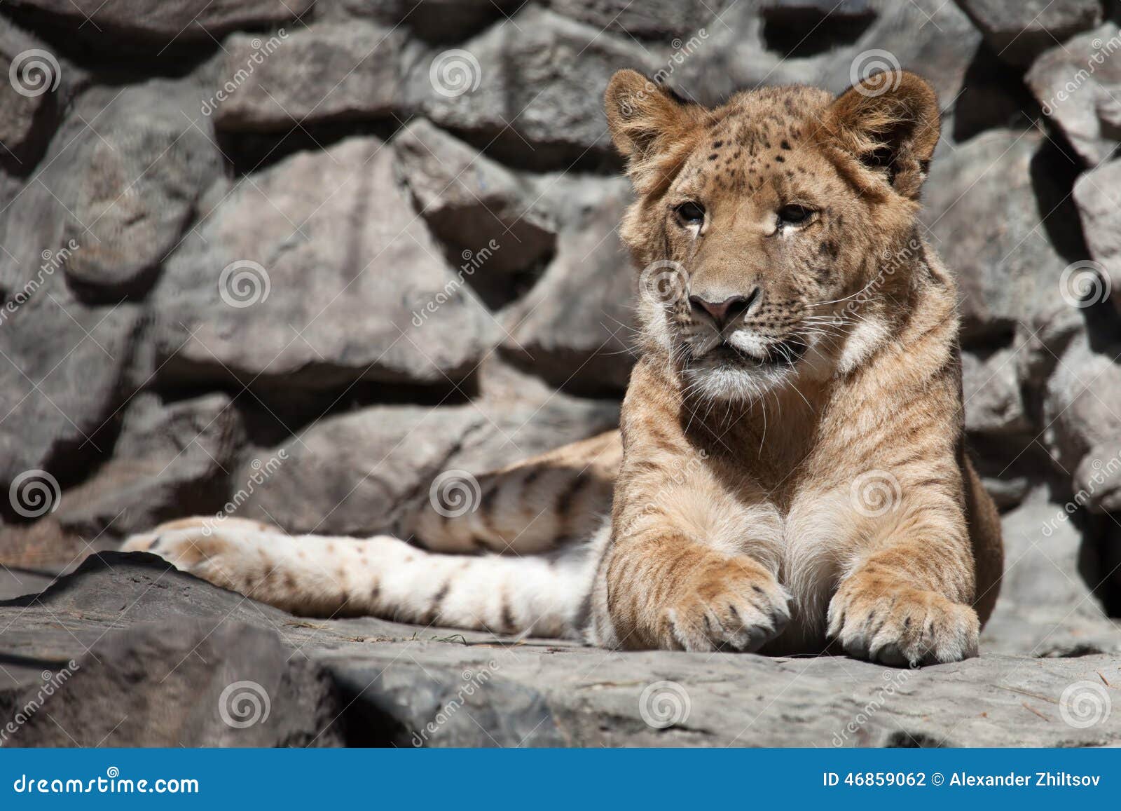 Liger stock photo. Image of water, hybrid, young, animal 46859062