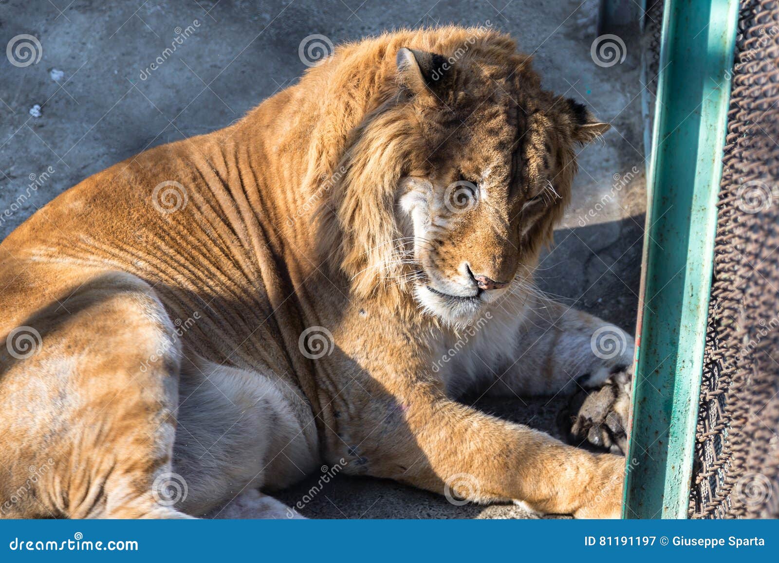 A Liger in the Siberian Tiger Park, Harbin, China. Stock Image ...