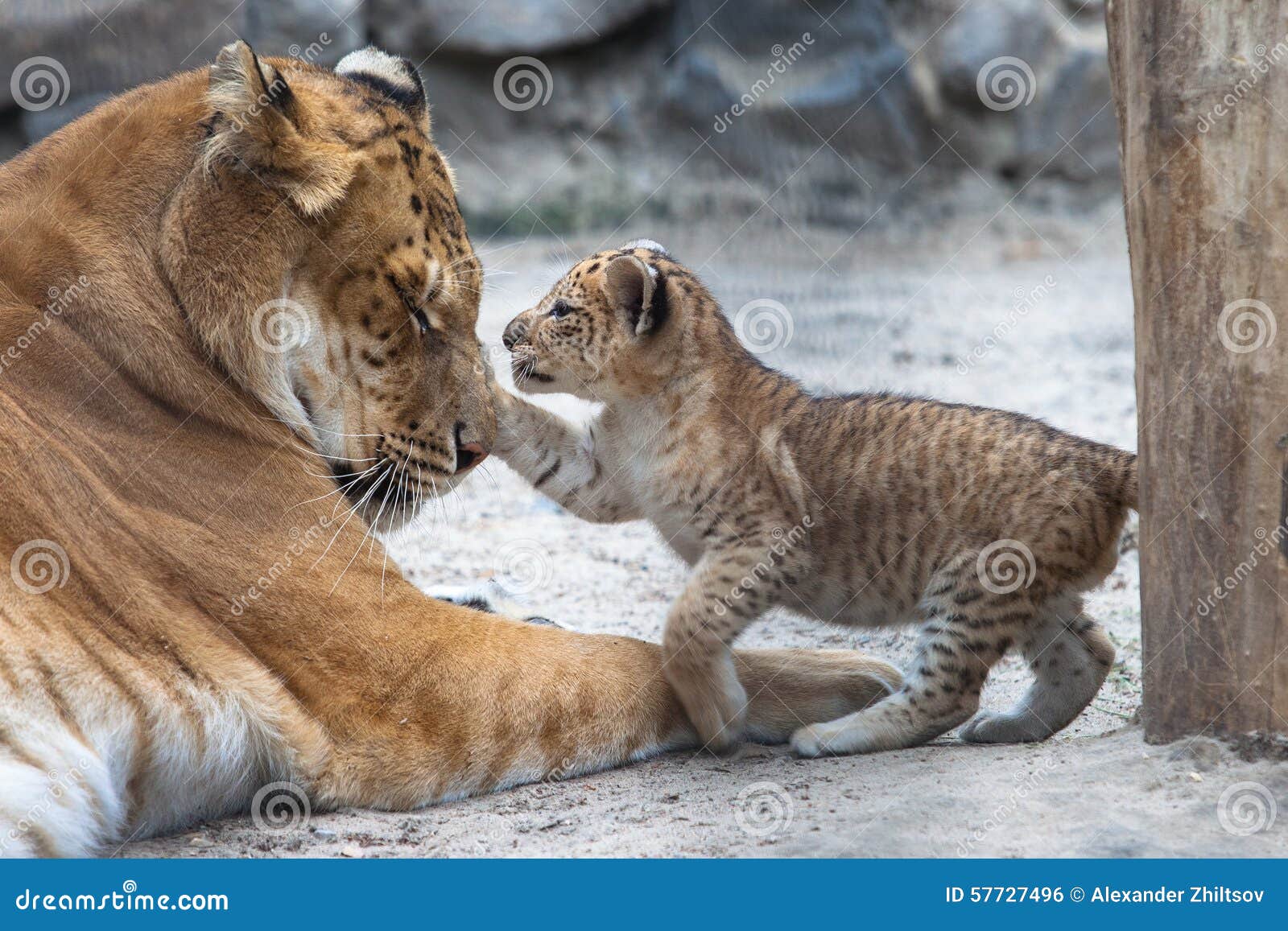 Liger stock photo. Image of face, lioness, female, playing - 57727496