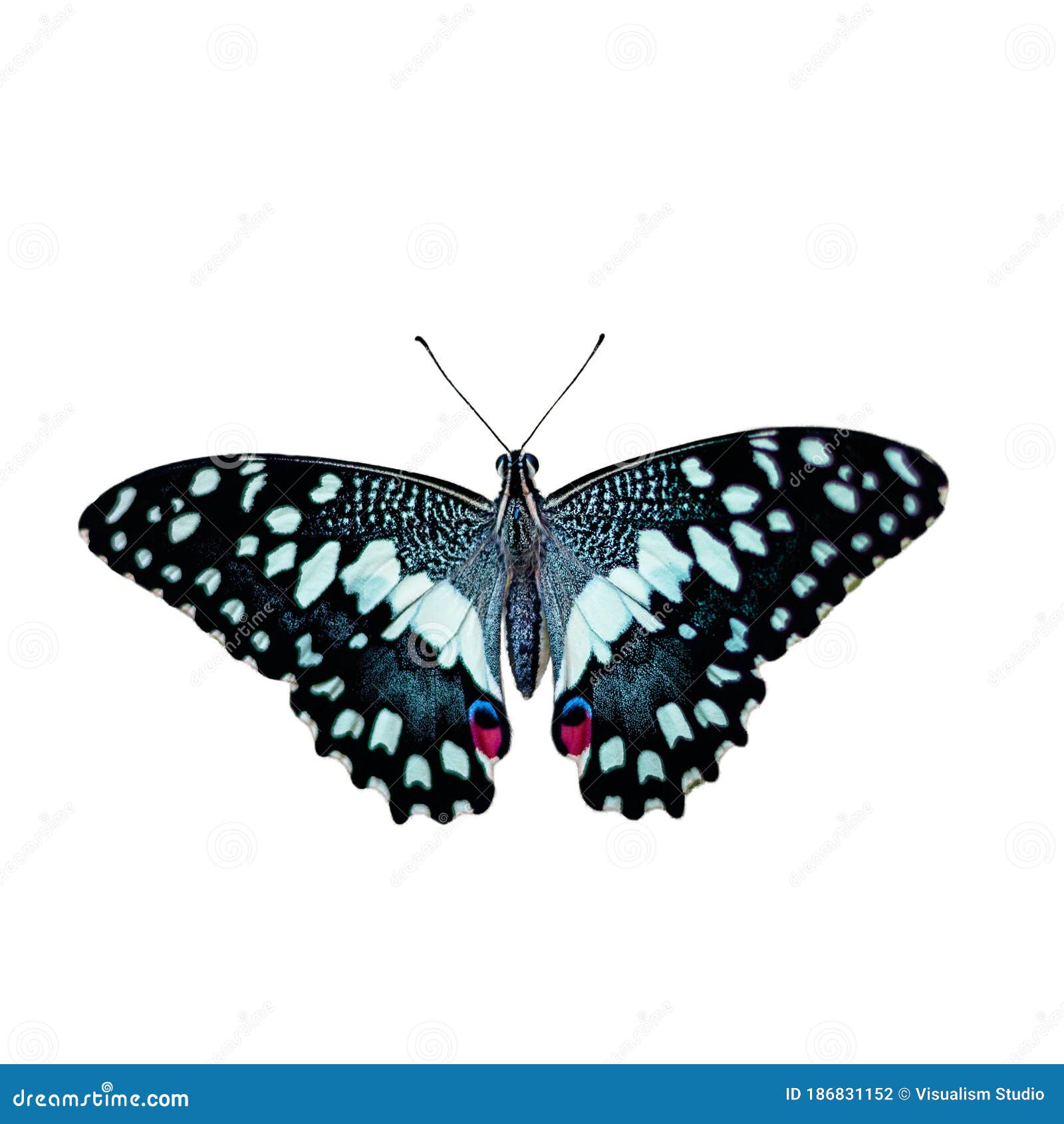 Light Blue Butterfly with Big Wings Lady Butterfly Wing Sweeping Over on White Stock Photo