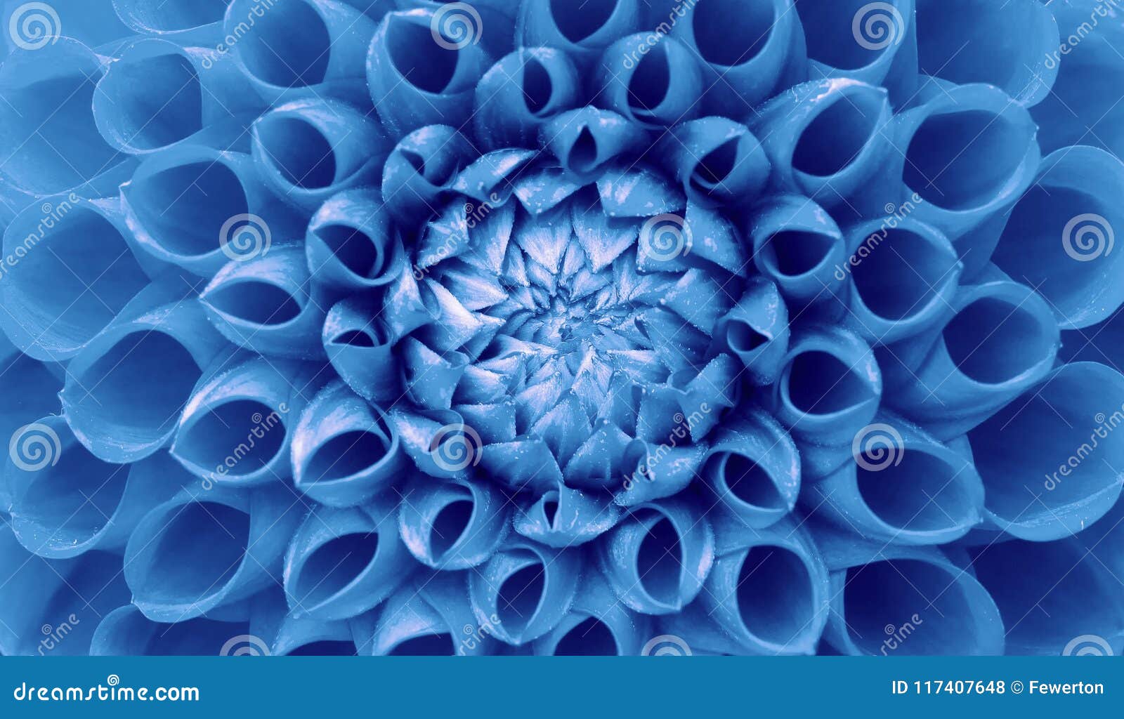 dahlia flower: light blue dahlia flower macro photo. picture in color emphasizing the intricate geometric pattern