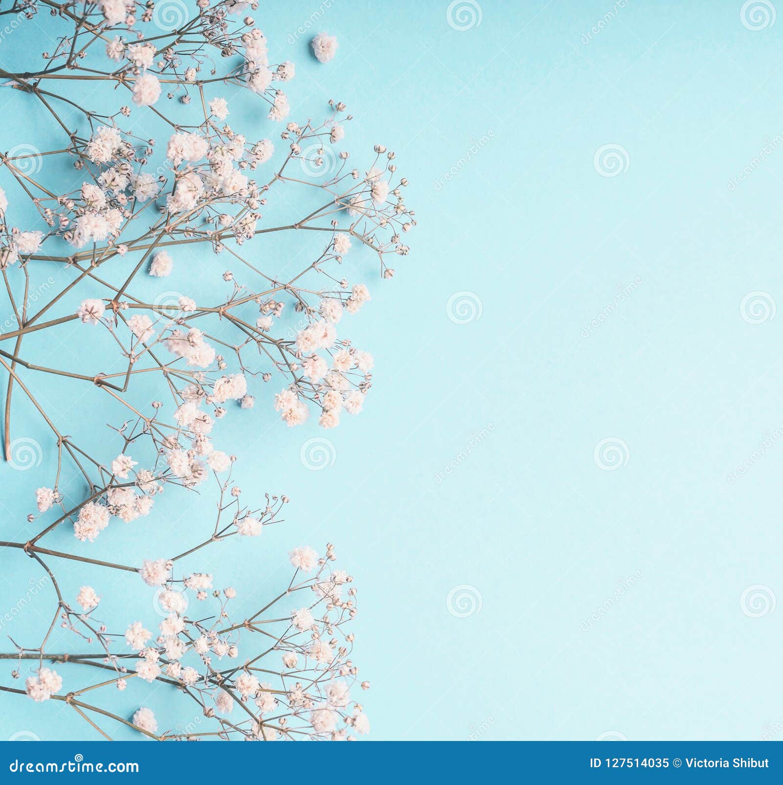 Light Blue Floral Background with White Gypsophila Flowers and Copy Space  for Your Design. Baby`s-breath Flowers on Pastel Blue Stock Image - Image  of decoration, bouquet: 127514035