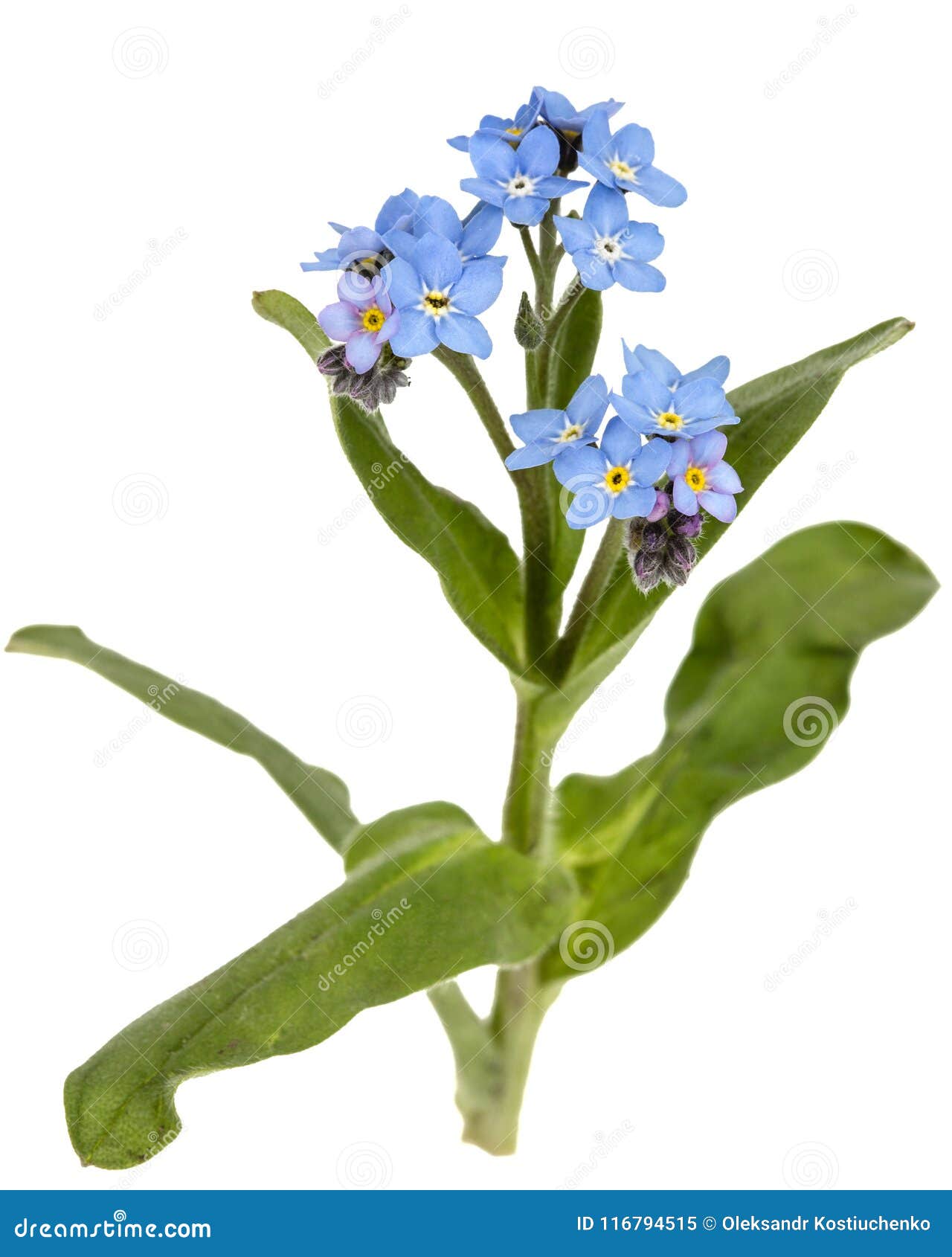 Light Blue Flowers Of Forget Me Not Myosotis Arvensis Isolate Stock Image Image Of Beautiful Blooming Light Blue Flowers Of Forget Me Not Myosotis Arvensis Isolate Stock Image Image Of Beautiful Blooming