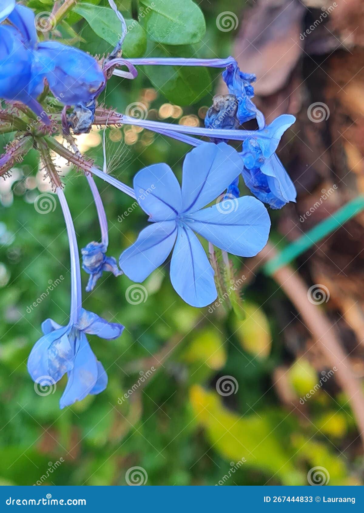 Light Blue Flowers in Nature Stock Image Image of purple, insect
