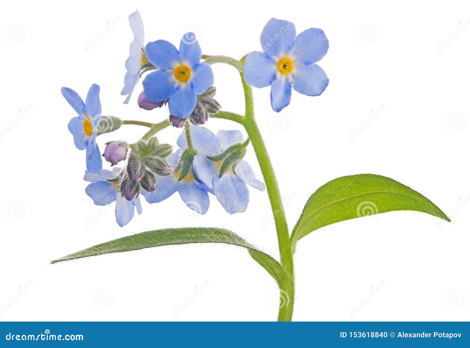 Fine Blue Forget-me-not Small Flowers on Stem Stock Photo - Image of  flower, plant: 153618840