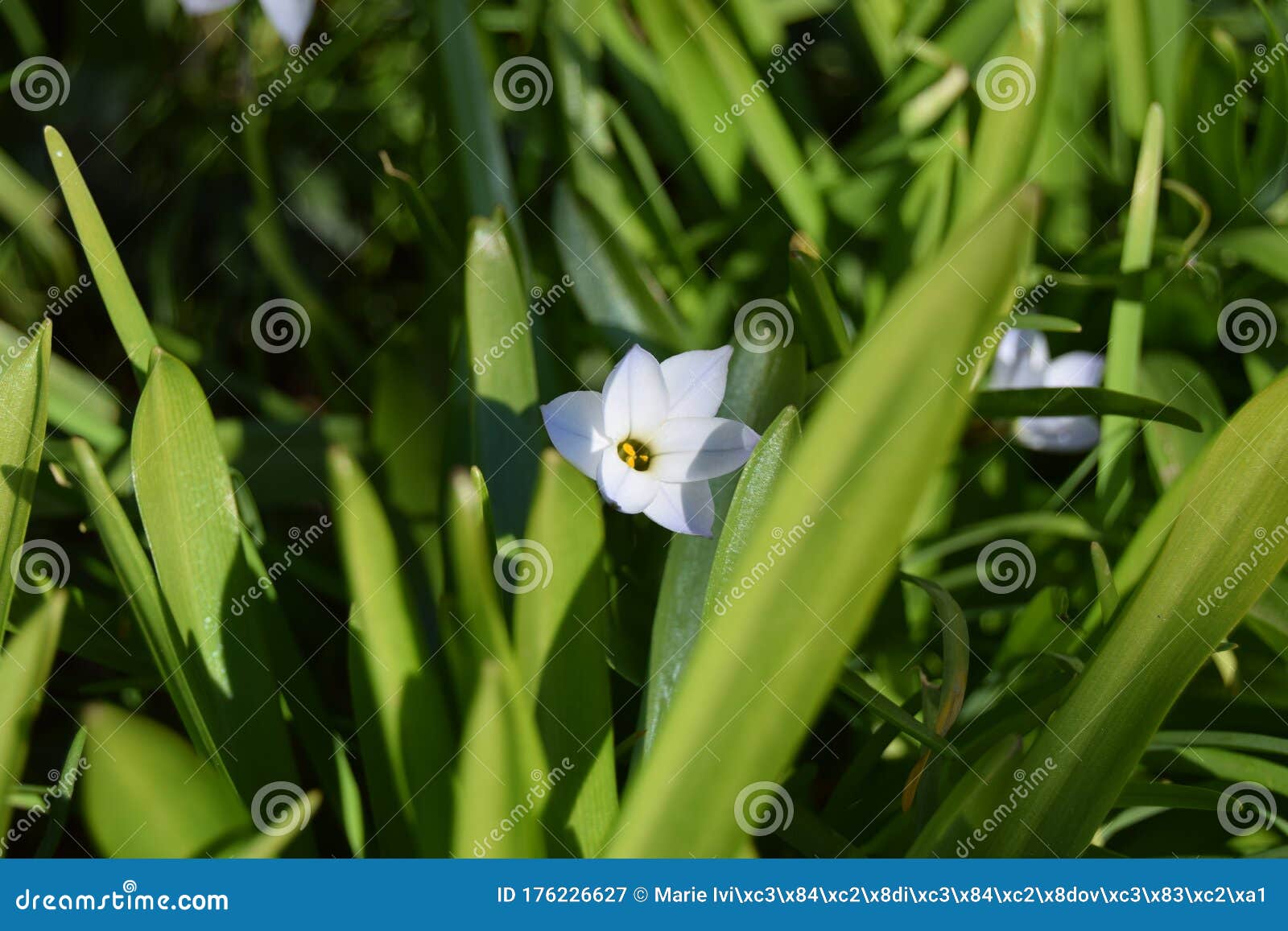 Small light blue lily stock image. Image of grass, lightblue 176226627