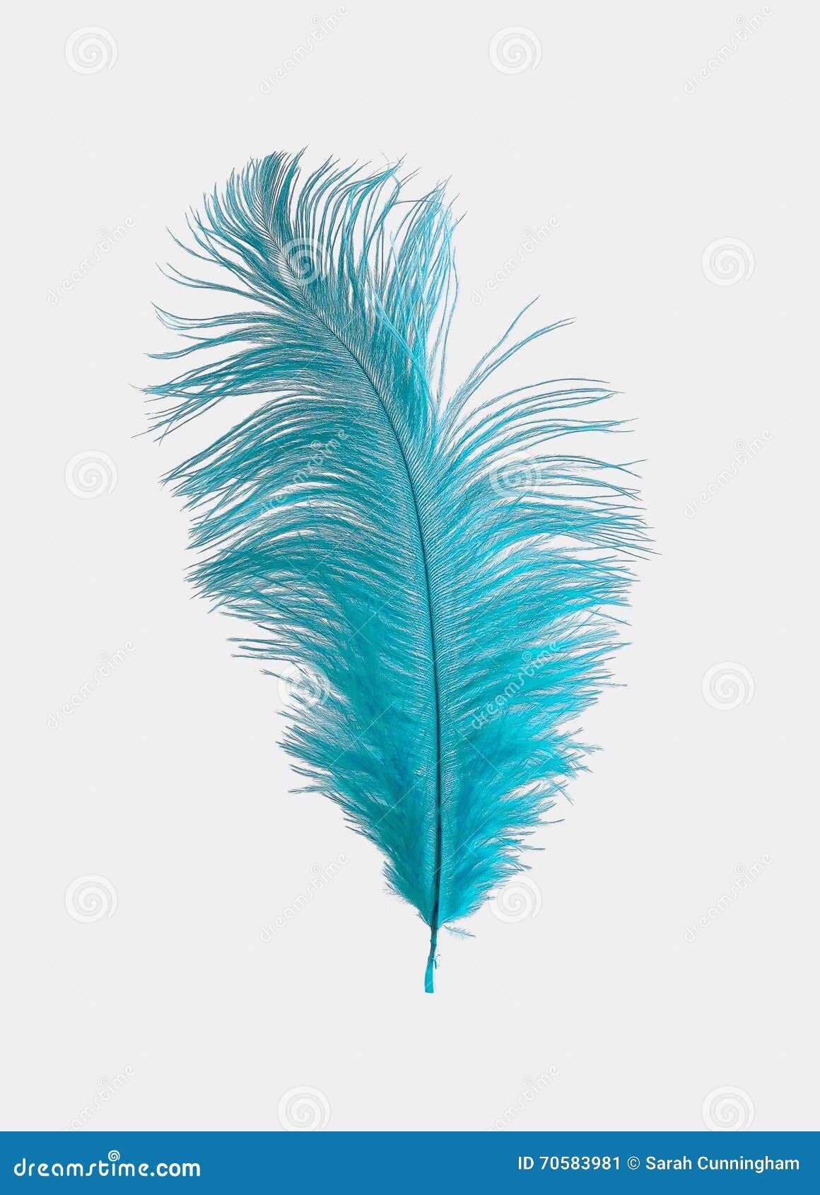 Light Blue Ostrich Feather stock image. Image of blue 70583981