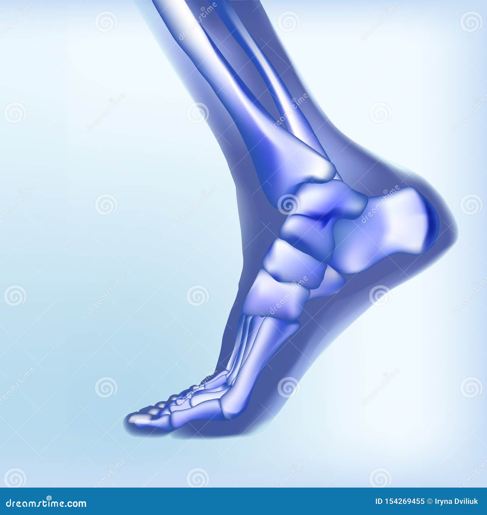 light blue visualization of bones of foot.