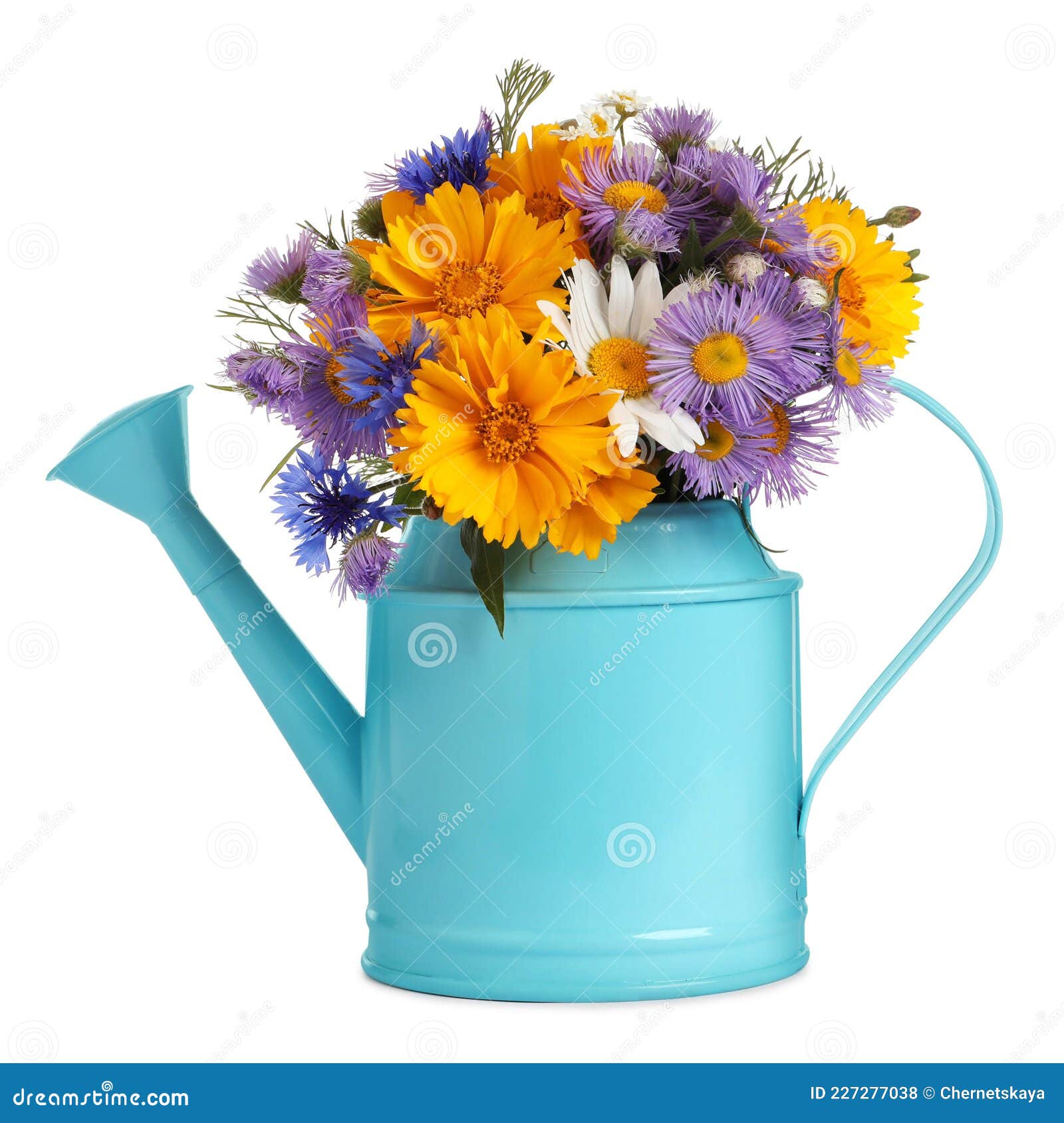 Light Blue Watering Can with Beautiful Flowers Isolated on White Stock ...