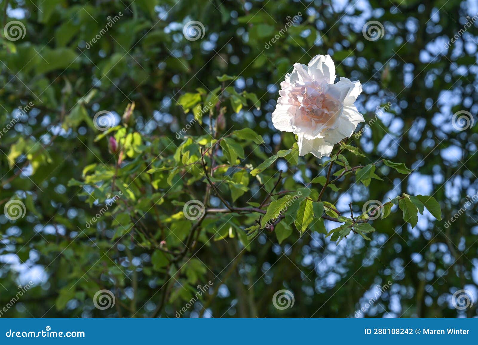 light blush flower of the rambling rose madame alfred carriere climbing high up in a tree, old noisette rose bred by schwartz 1875